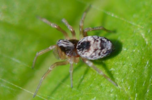 Dictyna (arundinacea-uncinata)